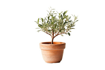 Olive Tree Plant in Terracotta Pot on Transparent Background. AI