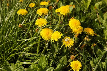Field of blooming yellow dandelion. Medicinal plant. Useful herbs. Phytotherapy. Nectar, honey and jam from field weed grass. Flowers of the spring period of cities and meadows of the temperate climat