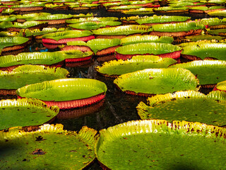Giant waterlily close-up in Sir Seewoosagur Ramgoolam Botanic Garden, Mauritius