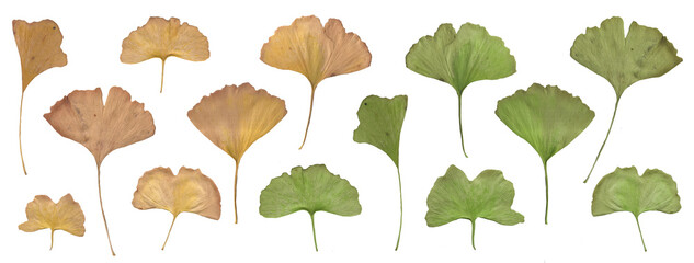 green and yellow ginkgo biloba isolated on transparent background, PNG Herbarium dried leaves