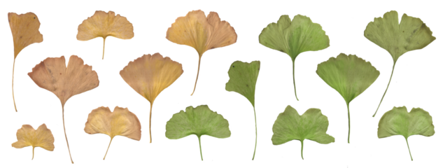 green and yellow ginkgo biloba isolated on transparent background, PNG Herbarium dried leaves