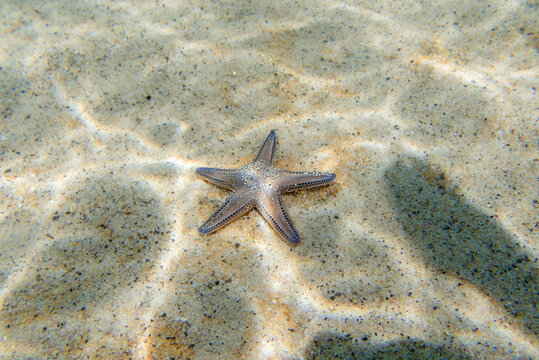Underwater image of Mediterranean sand sea-star - Astropecten spinulosus