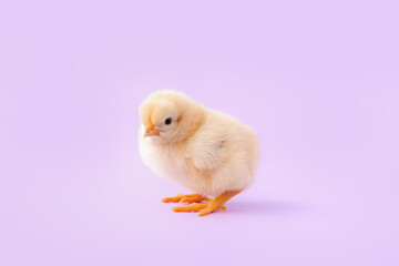 Cute little chick on lilac background