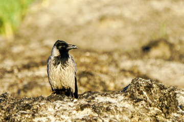 Hooded crow, Corvus cornix, grey crow, beautiful profile portrait on Baltic sandy seashore