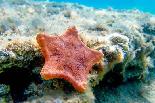 Placenta biscuit starfish, underwater image - (Sphaerodiscus placenta)