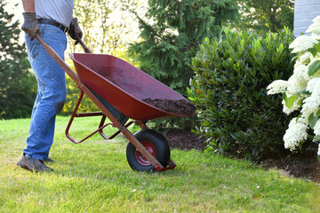Man doing yard work chores by spreading mulch around landscape bushes from a wheelbarrow - obrazy, fototapety, plakaty