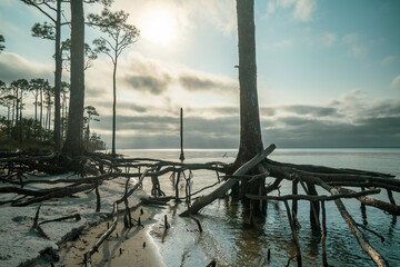 St George Island State Park, Florida: dead trees coastline