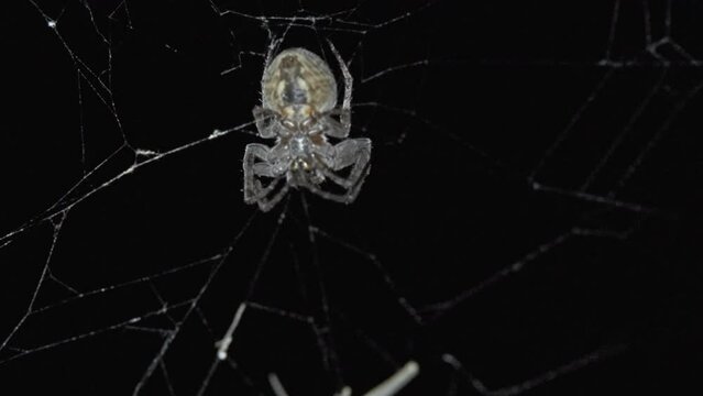 Spider hunt on web at night and eating prey, 4k