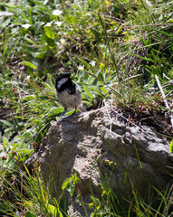 View of coal tit bird eating a worm