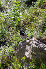 View of coal tit bird eating a worm