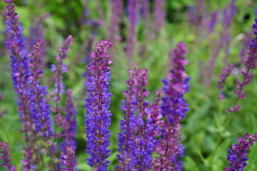 blue sage flowers on a summer field. The concept of growing medicinal herbs at home