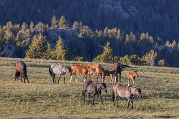 Naklejka premium Wild Horses in Summer in the Pryor Mountains Montana