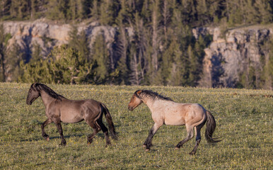 Fototapeta na wymiar Wild Horses in Summer in the Pryor Mountains Montana