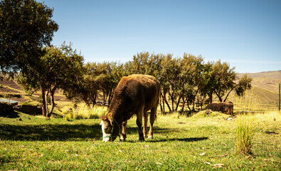 Fototapeta na wymiar cow in the foreground eating grass with nearby trees and blue sky in the background in yanaoca, cusco, peru