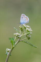 Argus butterfly on a flower in the meadow with green blur background