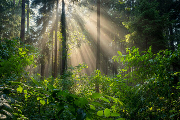 Beautiful sunny morning in green forest