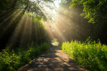 Beautiful sunny morning in green forest