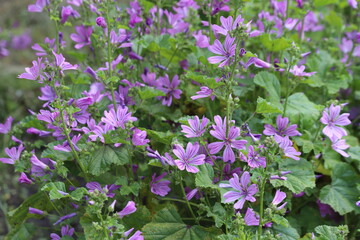 Obraz premium Mauve purple, common mallow flowers. Malva Sylvestris.