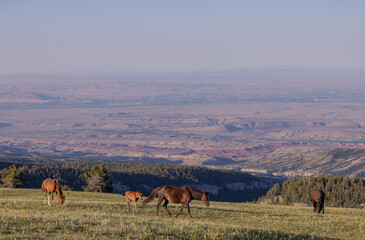 Wild Horses in Summer in the Pryor Mountains Montana