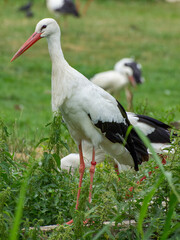 Störche im Münsterland