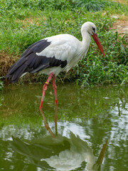 Störche im Münsterland