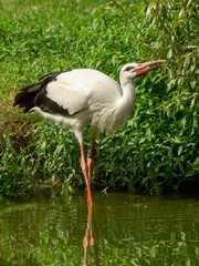 Störche im Münsterland
