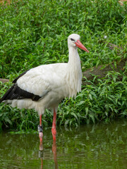 Störche im Münsterland