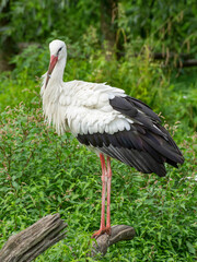 Störche im Münsterland
