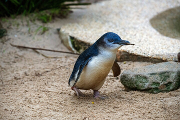 Little Blue Penguin, Sydney, Australia