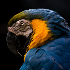 Blue-and-Yellow Macaw