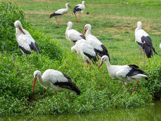 Störche im Münsterland