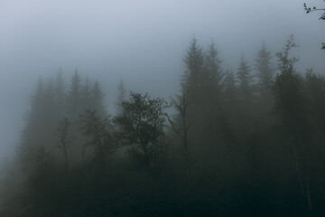 Fototapeta na wymiar Foggy and creepy landscape in the deep forest of Norway