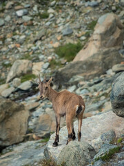 Little wild ibex cub in the Italian Alps