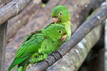 green winged macaw