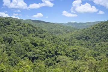 Fototapeta na wymiar Tropical forest landscape near Cienfuegos, Cuba.