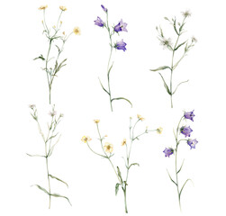clipart of meadow and forest flowers watercolor. Campanula patula, little bell, bluebell, rapunzel. Rabelera holostea, stellaria. buttercup, Ranunculus acris, sitfast, spearworts or water crowfoots