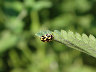 Female fourteen-spotted ladybird beetle (Propylea quatuordecimpunctata) on a green catmint leaf