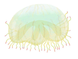 Jelly Fish water color pastel hand drawn illustration 