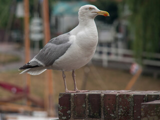 Am Hafen von Carolinensiel in Ostfriesland