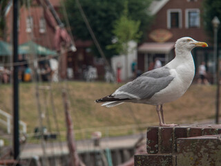 Am Hafen von Carolinensiel in Ostfriesland