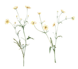 Set of the yellow flower meadow buttercup known as Ranunculus acris, sitfast, spearworts or water crowfoots. Watercolor hand drawn painting illustration isolated on white background.