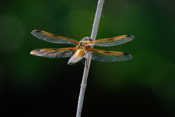 Dragonfly on a twig and dark green background