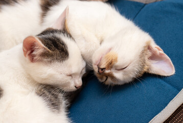 Fototapeta na wymiar Two kittens sleep in a room next to each other. A sweet dream