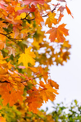 Yellow and orange maple leaves on a tree on a light background