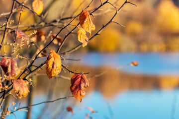 A tree branch with dry leaves by the river on a sunny day in autumn