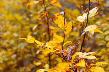 Autumn forest with yellow dry leaves on the trees, autumn background