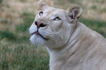 Panthera Leo. Portrait of an African lioness, close up. 
