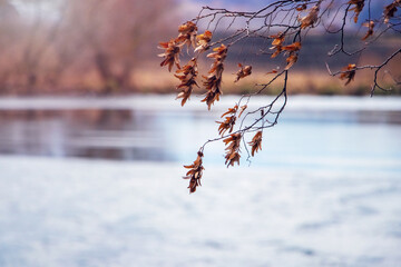 Tree branch with dry leaves near the river in autumn, autumn background