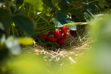 Strawberry bush with ripe red berries in strawberry field fruit farm.