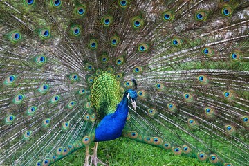 Peacock, Peafowl or Pavo cristatus. Indian peafowl adult male bird performing it's display.